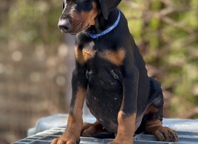 viberslika202509051435404831757742373