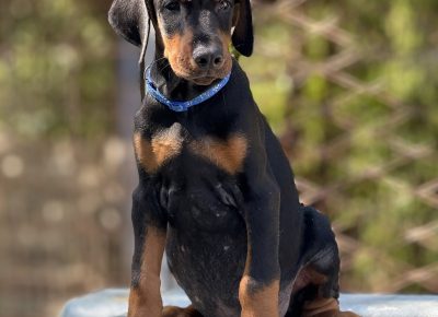 viberslika202509051435408431757742373