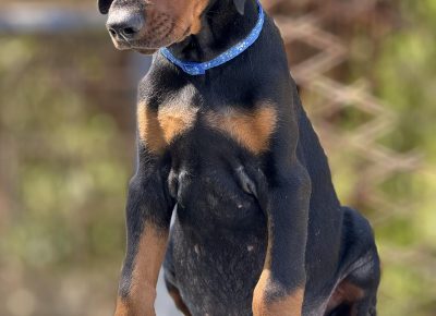 viberslika202509051435414771757742383