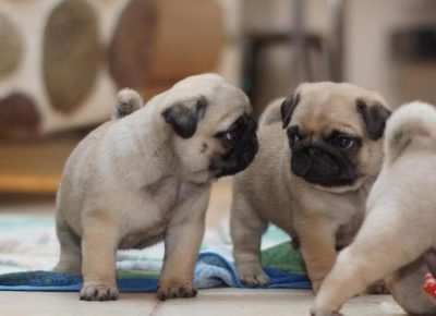 197231216143432b13d73bsingle8565701759846499