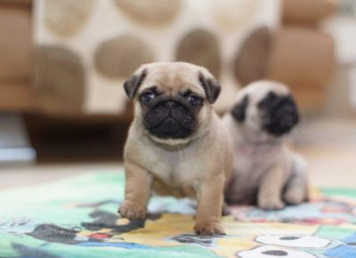 197248445032c82dfe56bbsingle8565701759846499