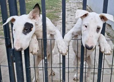 43c6d6b4a5ca4625985a9ebda46a17891759866031