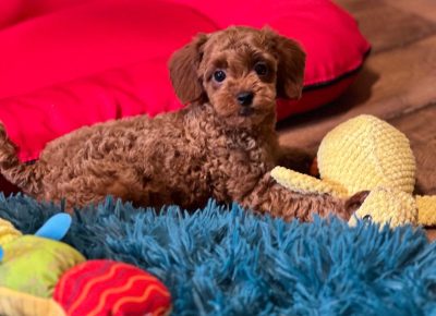 9885732f3d5c4f5cb5a8b86ef5c6b9281759576591