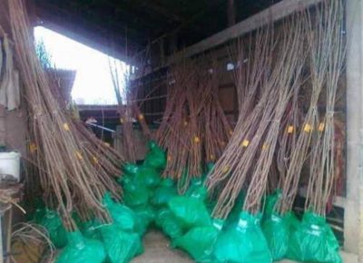 NASTIĆdragan11761758644