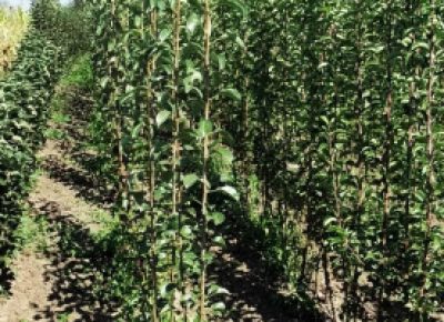 NASTIĆdragan21761758644