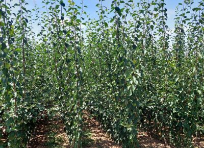 NASTIĆdragan31759414567