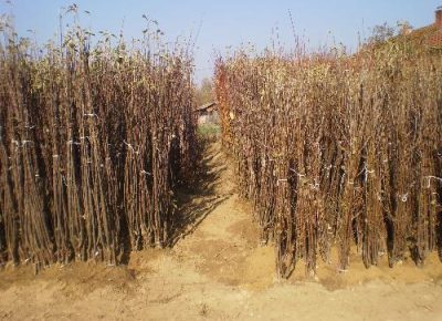 NASTIĆsaša11759397869