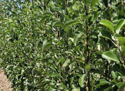 NASTIĆsaša21761767799