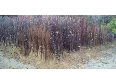 NASTIĆsaša31759397869