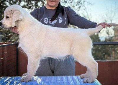 a2369f2de24541c7b13e44d11bd0cdf71761758985