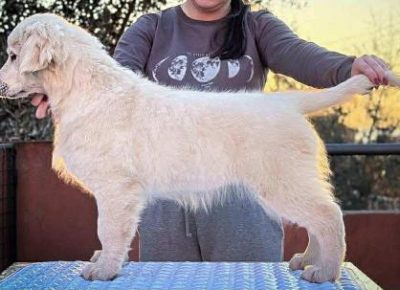 a5b594c72f194f55aed7158eda280fc41761758984