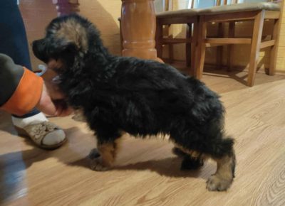 nemačkiovčarzemanko1759438352