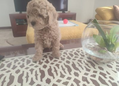 viberimage202509231128361981024x7681759611240