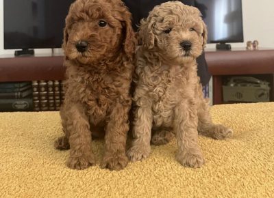 viberimage202509231128365751024x83411760990373