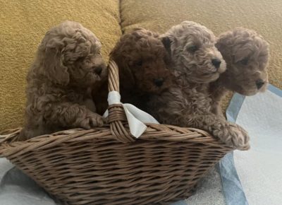 viberimage202509231129276991024x78011760990372