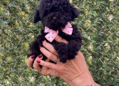 viberimage202510211534019881761333221