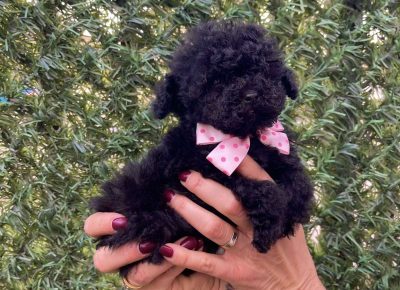 viberimage202510211534121941761333225