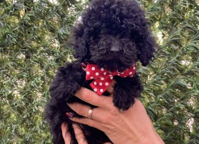 viberimage202510211534124981761333223