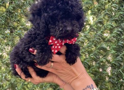 viberimage202510211534127471761333222