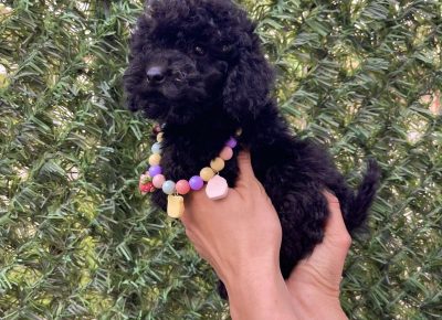 viberimage202510211534133261761333224