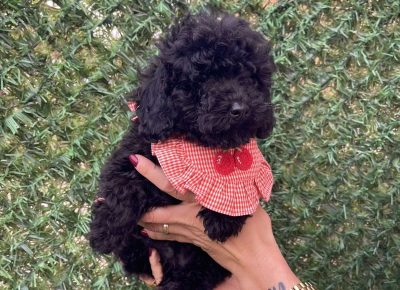 viberimage202510211534135881761333225