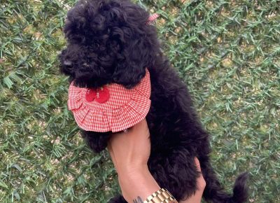 viberimage202510211534138241761333224