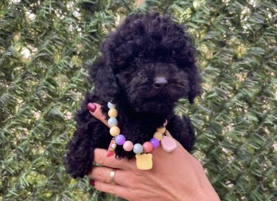 viberimage202510211534140721761333222