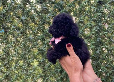 viberimage202510211534143471761333223