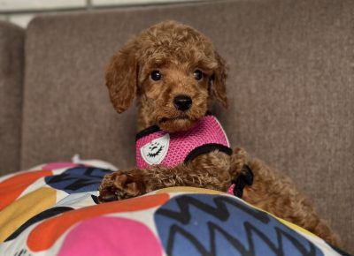 viberimage202510242225129691761381152