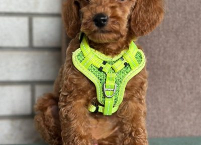 viberimage202510242332508331761381152