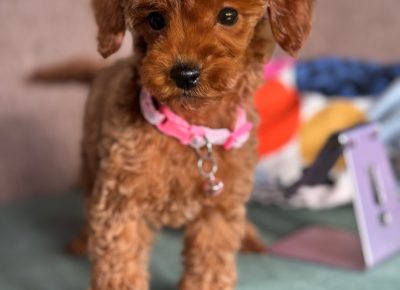 viberimage202510242339567201761381153