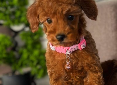 viberimage202510242351473701761381154