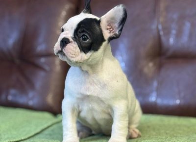 viberimage202510272144191831761949211