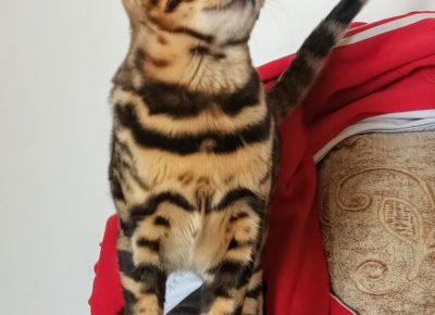 viberslika202510141531533991760602890