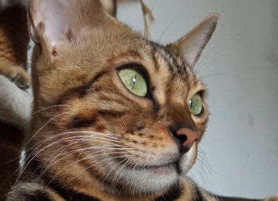 viberslika202510141531537101760602890