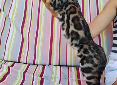 viberslika202510141725298451760602890