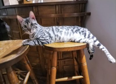 viberslika202510141725300561760602889