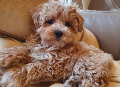 2021092005090001762444078