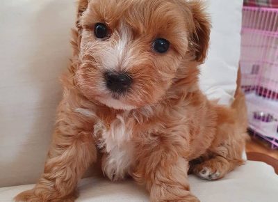 202109200510221762444077