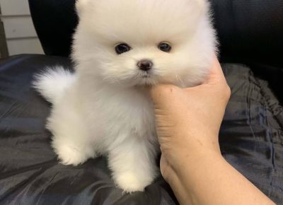 202110060630271762443558