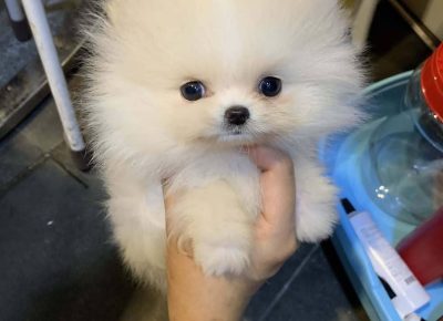 202110060630331762443557