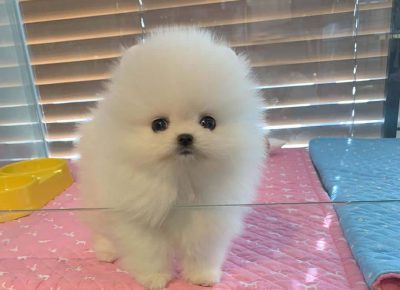 202110060630491762443558