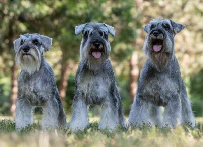 nauderded21763930852