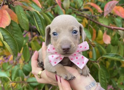 viberimage202511040826214221763577457