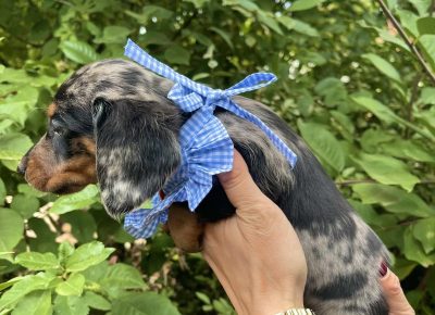 viberimage202511040828239861763577457