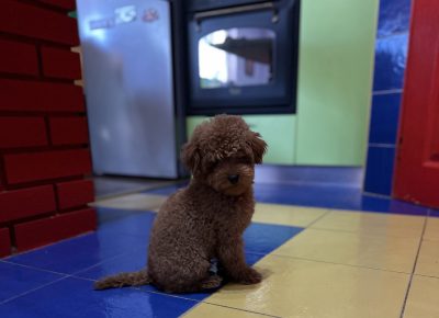 viberimage202511150631092271763419329