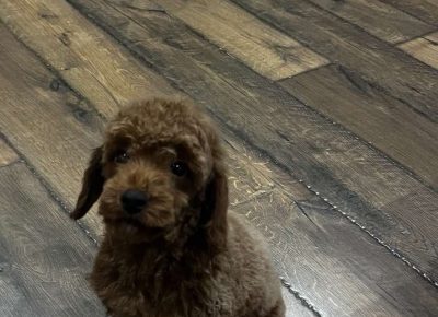 viberimage202511150634364351763419332