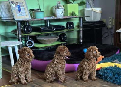 viberimage202511150635172091763419331