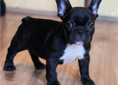 viberimage202511151317306261763483470