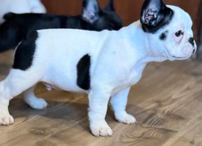 viberimage202511151318280781763483471